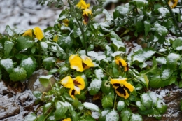 oiseaux première neige 042.JPG