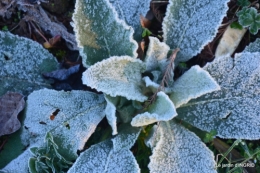 première gelée,compositions florales à garder,jardin 035-001.JPG