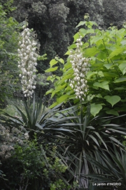 mon jardin,dégats buis, 063.JPG