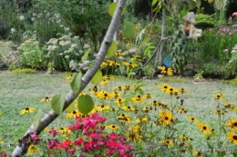 lantanas,jardin aout, 043.jpg