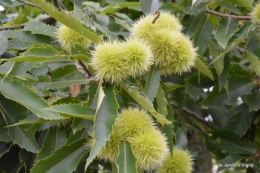 poire,pêche,coing,framboise,kiwis,raisin