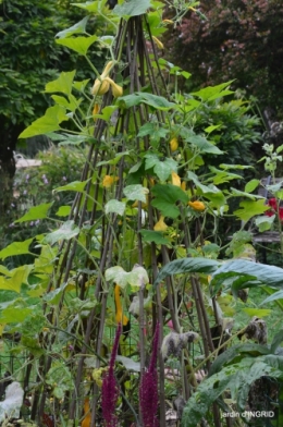 canal dentelles,Nernadette,fleurettes,apres tonte 126.JPG