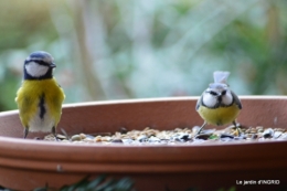 première neige,givre,chemins colline,oiseaux 127.JPG