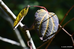 jardin automne,voisinage,canal 143.JPG