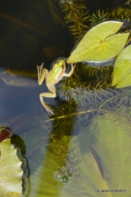 les jardins d'eau de Carsac 145.JPG