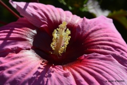 Ines,bouquet,hibiscus rose,cygnes,jardin 133.JPG