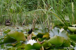 puces Lalinde,bébés canards,au moulin souci 102.JPG