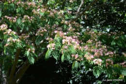 albizia,bouquet,plantes  en A 011.JPG