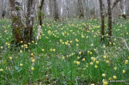 les jonquilles des bois 021.jpg