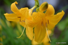 Fouleix,marguerites,hostas 017.JPG