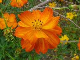 P1000595_Cosmos_sulphureus_(Yellow_cosmos)_(Compositae)_Flower.jpg