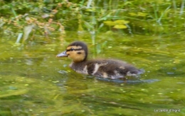 puces Lalinde,bébés canards,au moulin souci 075.JPG