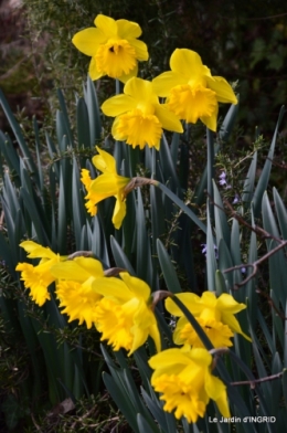 grues ,jonquilles,violettes,Nikky 020.JPG