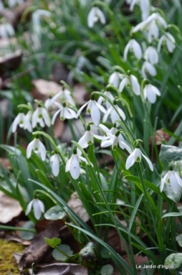 Givre,dentelles,helebores,crocus 049.JPG