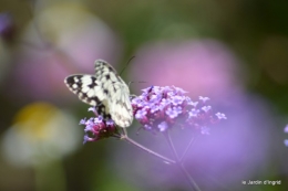 coeur des fleurs,papillons,libellules 118.JPG