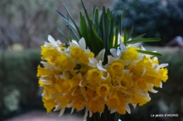 les jonquilles des bois 050.JPG