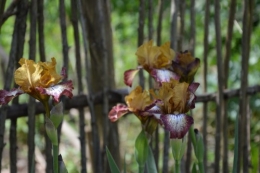 ancolies,jardins de la Brande,les filles et Caro 036.JPG