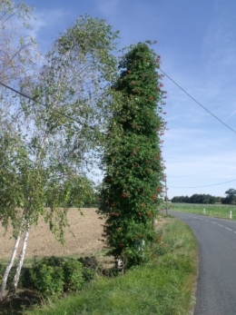 le vélo,lagestromia,les cygnes 047.JPG