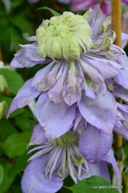 Fouleix,marguerites,hostas 093.JPG