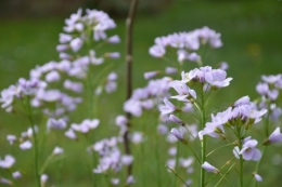 fleurs Ciron,jardin,canards,coucous,mauvaise herbe 085.JPG