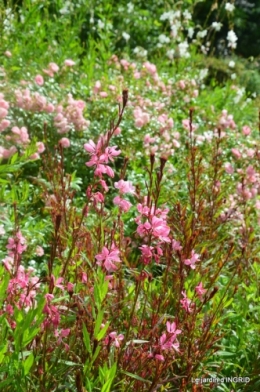 mon jardin,dégats buis, 024.JPG