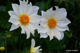 l'orage,dahlias,copines,jardin,sauges 015.JPG