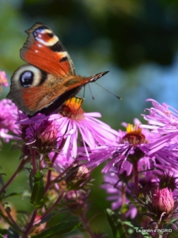 Asters,papillons,Hassina sapin,jardin 076.JPG