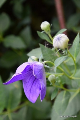 fleurs bleues,hortensia bleu,moi bébé 042.JPG