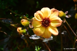 jardin,papillons,Cadouin,légumes,Sophie, 079.JPG