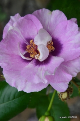 Colombier,Cadouin,jardin,roses,pluie 050.JPG