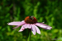 bienvenue au jardin,juin jardin 133.JPG