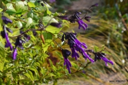 couleurs d'automne,bouquet,lune 085.JPG