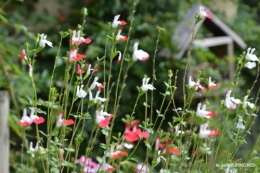 jardin,coeur des fleurs,potager, 028.JPG