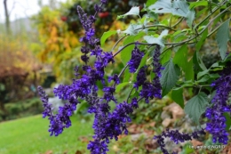 brume,dentelles,fleurs,Noel Jardiland 001.JPG