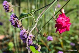 jardin début d'automne ,Sophie,rouge 076.JPG