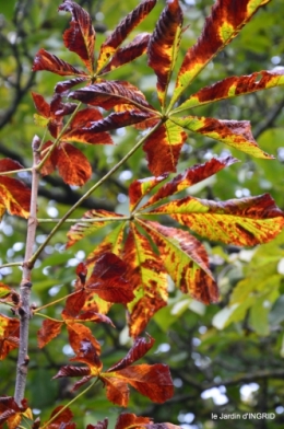 clair de lune,jardin automne,coucher de soleil 025.JPG