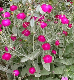 cb-lychnis-coronaria.jpg