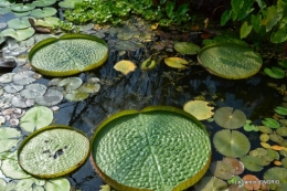 les jardins d'eau de Carsac 142.JPG