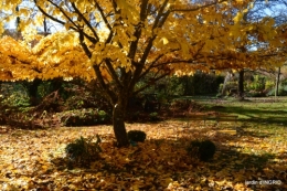 fin de l'automne,Lalinde,bouquet de l'avent 112.JPG