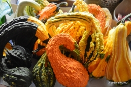 Issigeac,citrouilles ,rhus,automne,jardin 038.JPG