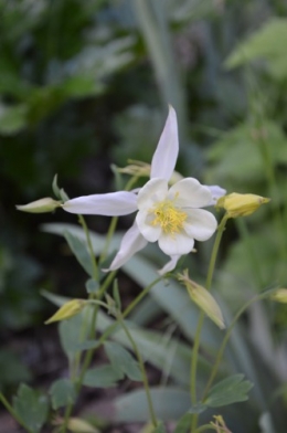 rosier de banks,Mme Al.,corète,cane,ancolies,iris,julienne 046.JPG