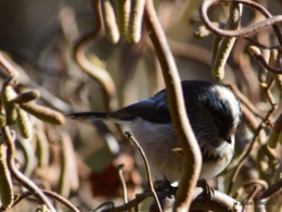 Julie,givre,oiseaux,lutins 029.JPG