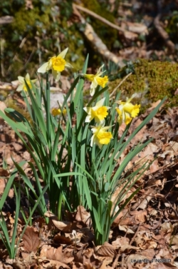 bouquet,pt jonquilles,bord Dordogne 066.JPG