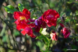 fin de l'automne,Lalinde,bouquet de l'avent 046.JPG