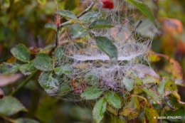 brouillard le matin d'automne 020.JPG