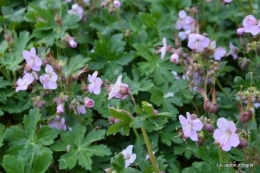 géraniums,glycine Monpazier,cabane,arums,fleurs sauvages 011.JPG