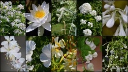 2013-07-02 coeur des fleurs,papillons,libellules1.jpg