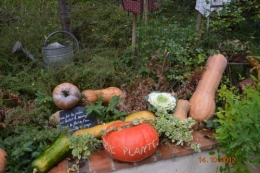 champignons,citrouilles,st Mayme de Péreyrol,fuschias,jardin aut 127.JPG