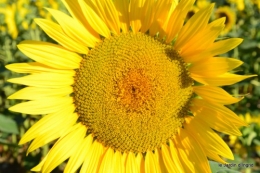 tournesols,podium,Lucas,jardin,Calès 056.JPG