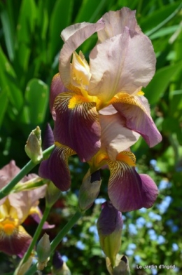 canal,iris,marguerite,ancolies,brocante Beaumont,oeufs de Paques 210.JPG